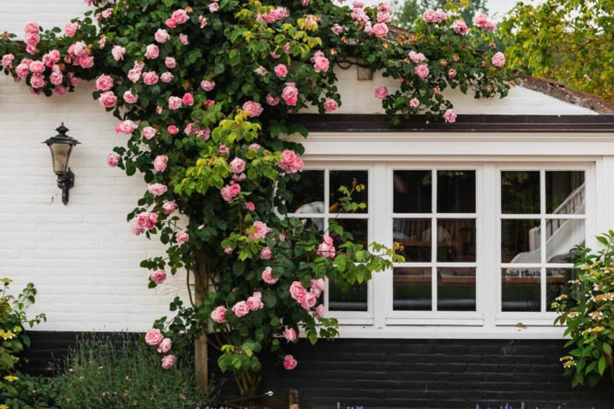 De Lindenhoeve
