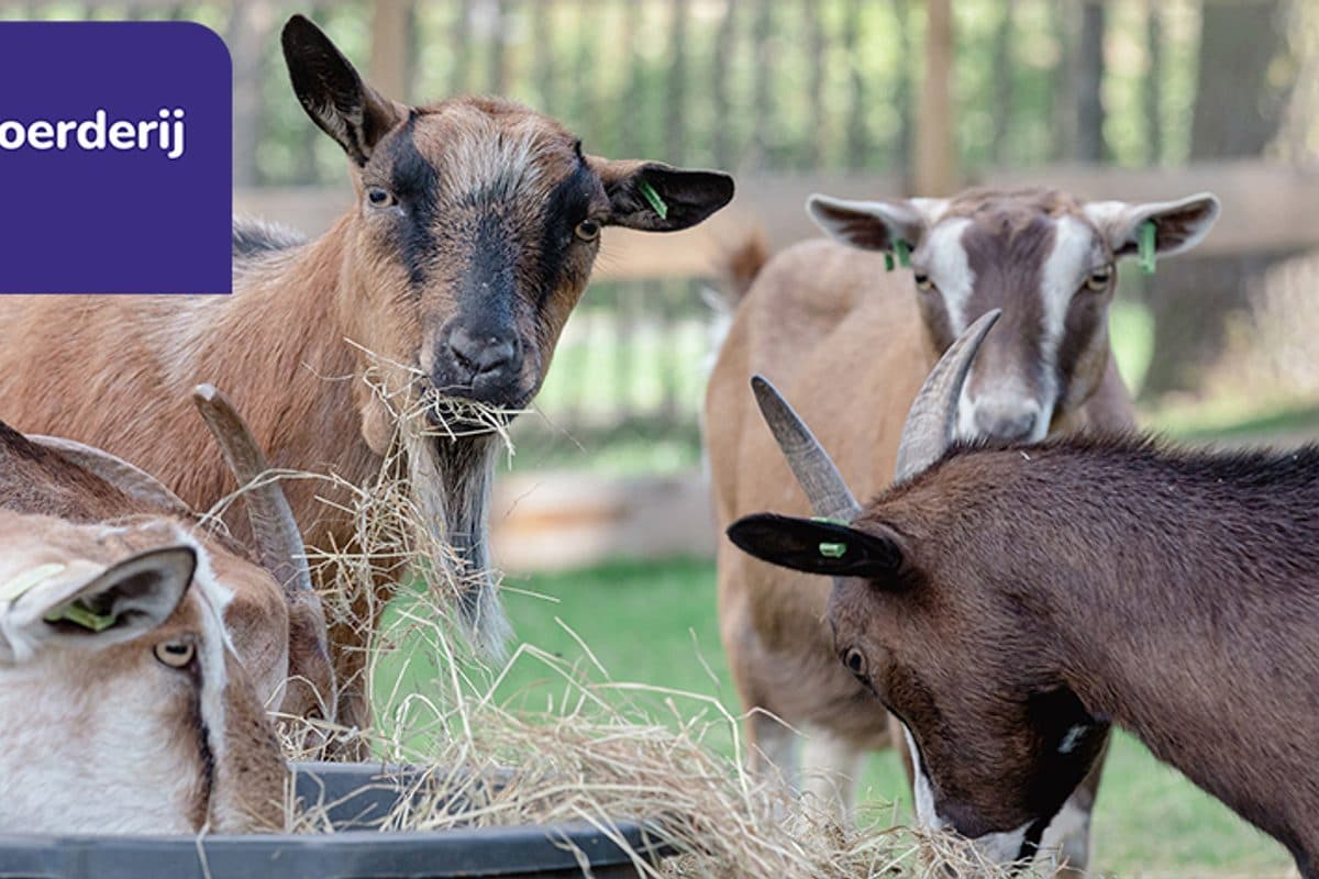 Alliade - Kinderboerderij Sneek