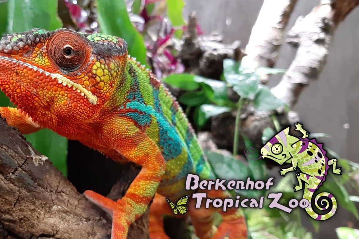 Berkenhof Tropical Zoo & Restaurant