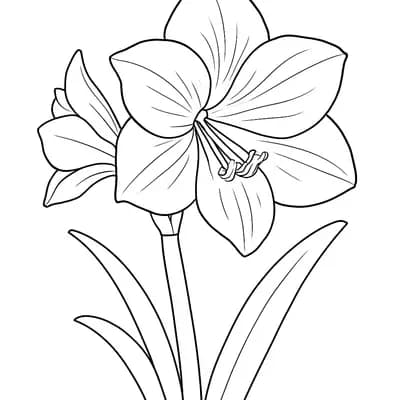 Amaryllis Kleurplaat