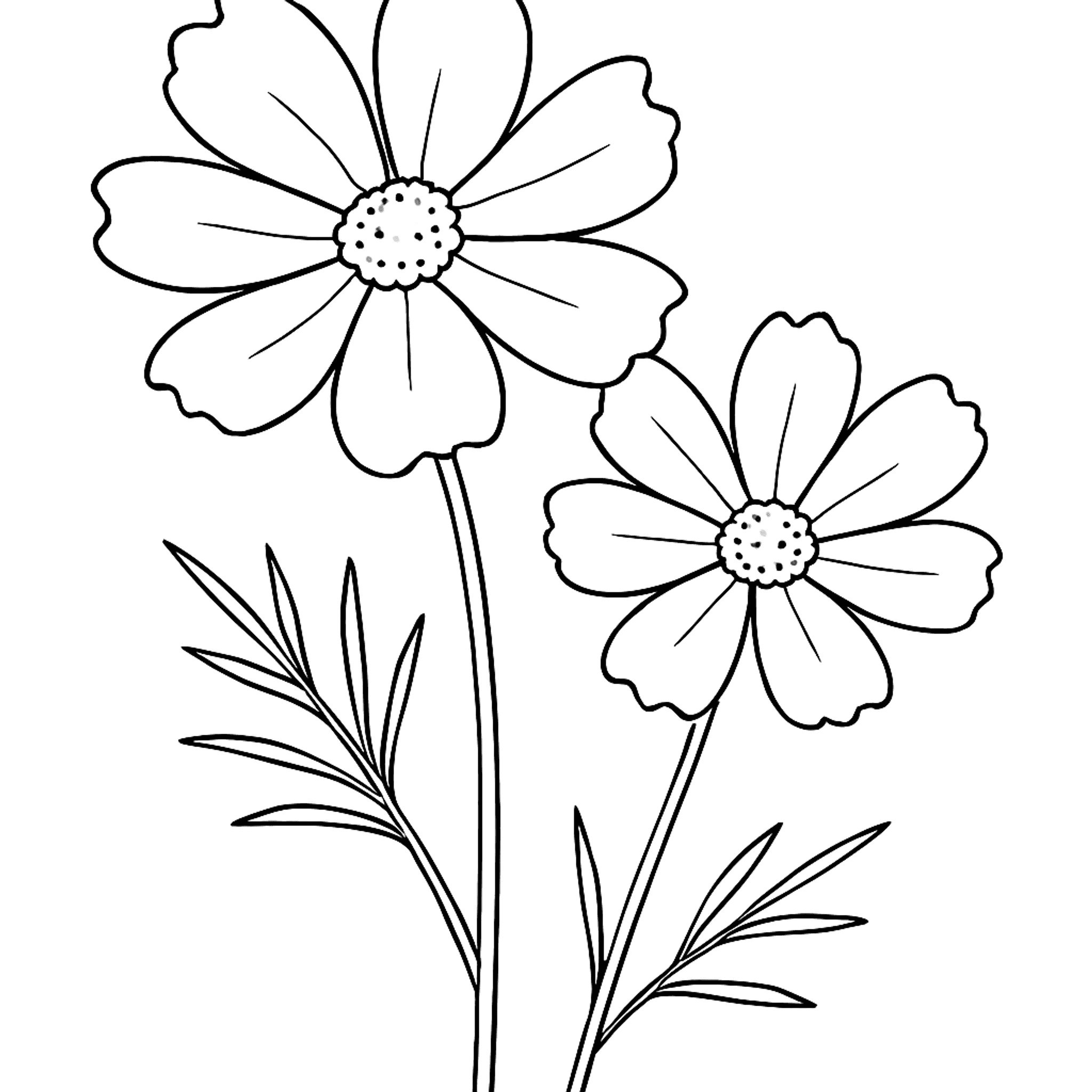 Cosmea Kleurplaat