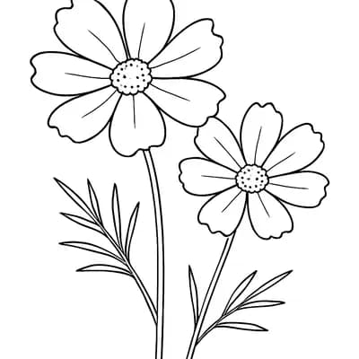 Cosmea Kleurplaat