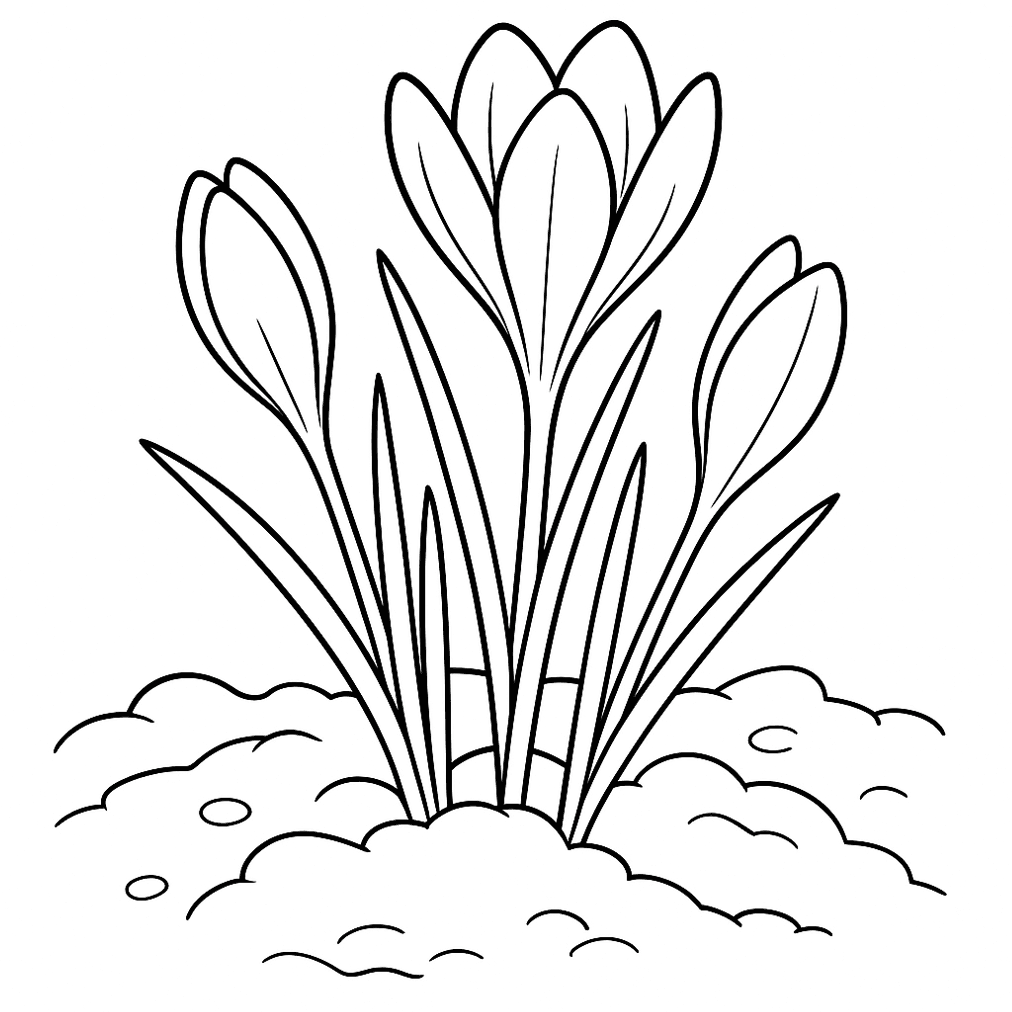 Krokus Kleurplaat