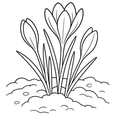 Krokus Kleurplaat
