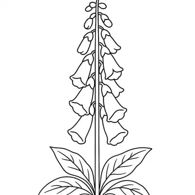 Vingerhoedskruid Kleurplaat