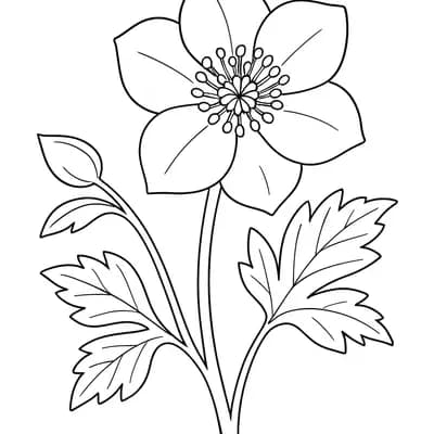 Helleborus Kleurplaat
