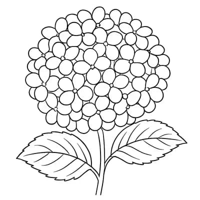 Hortensia Kleurplaat