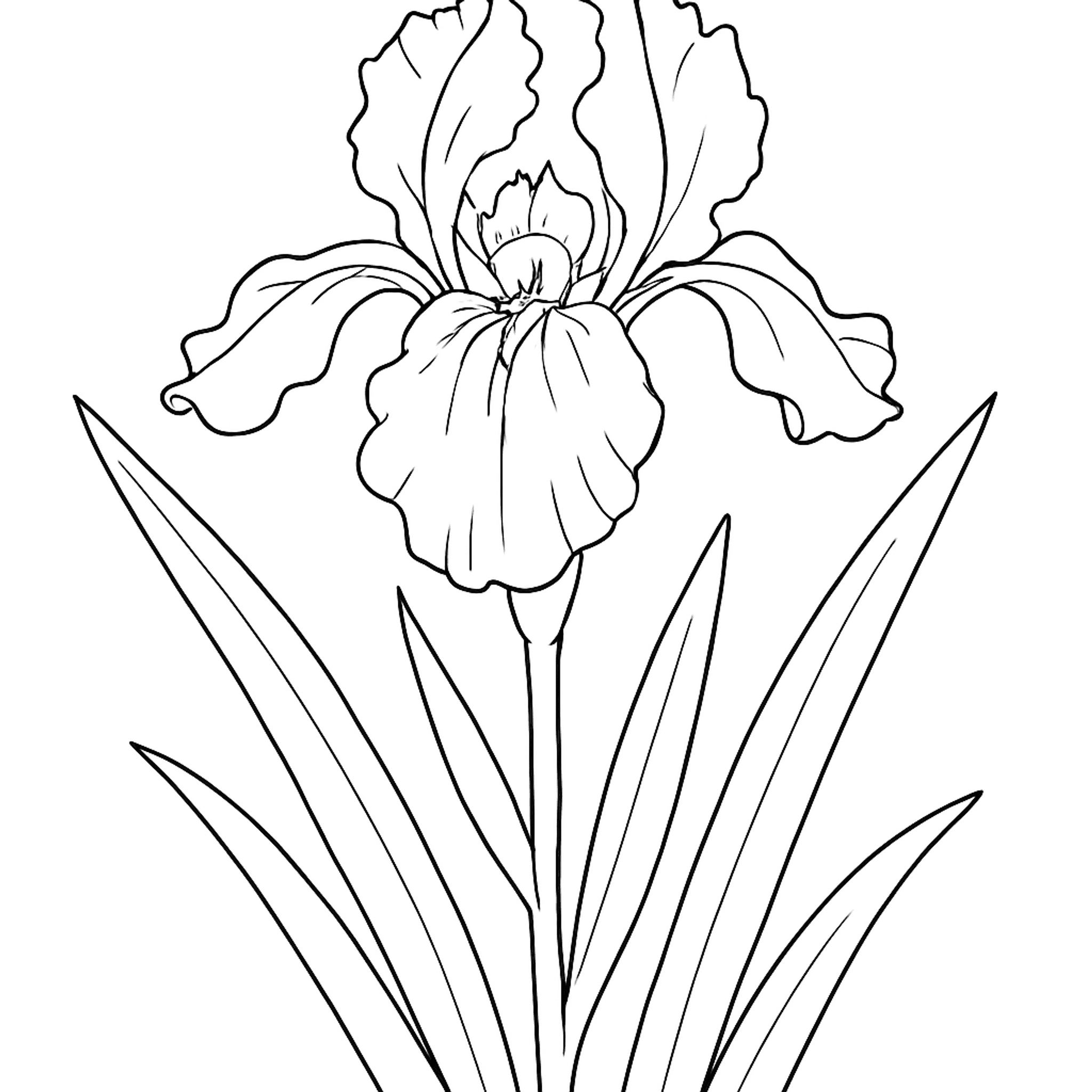 Iris Kleurplaat