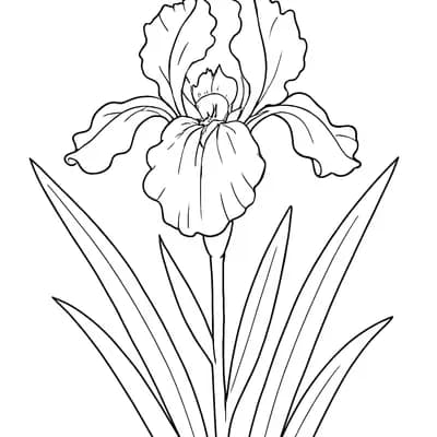 Iris Kleurplaat