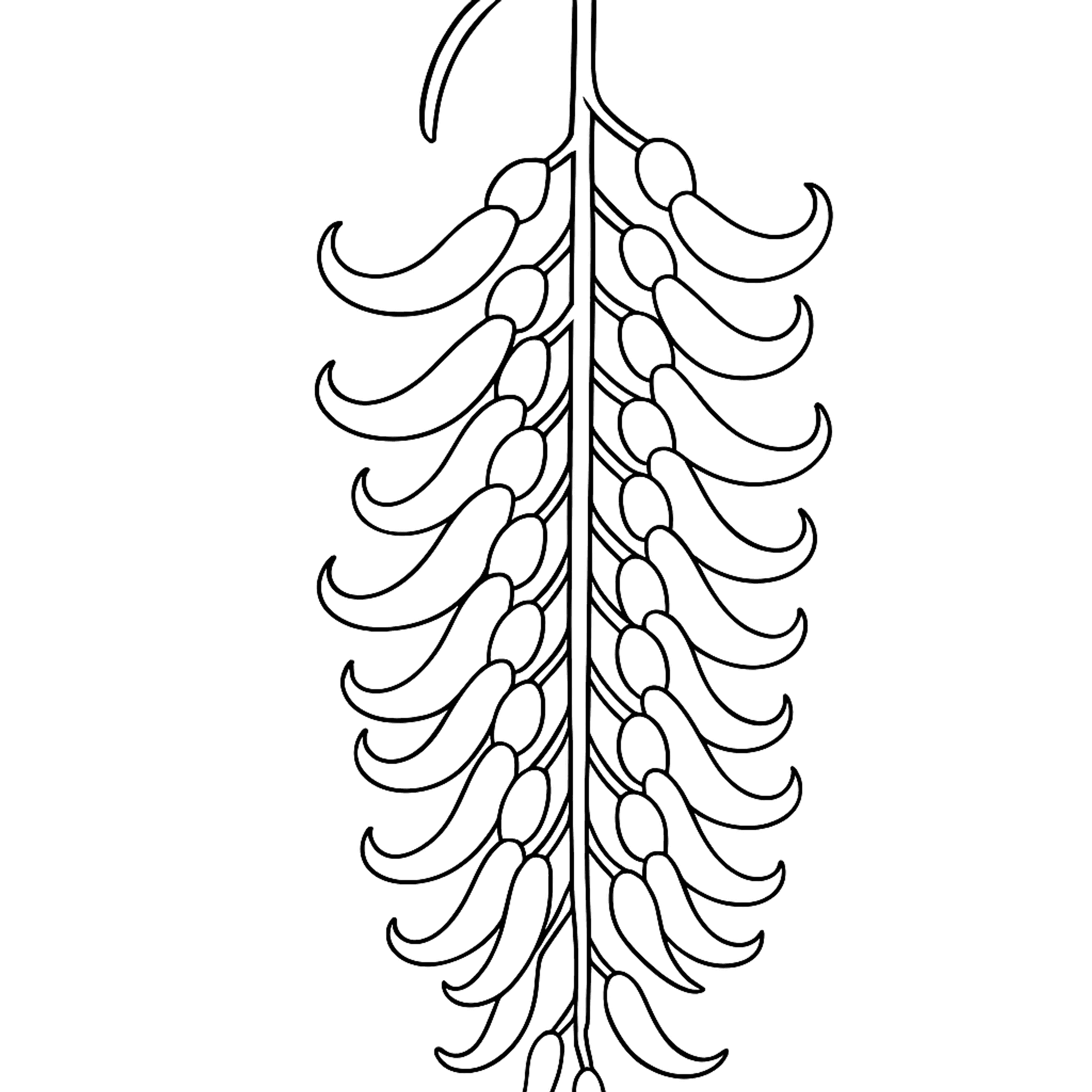 Jade Vine Kleurplaat