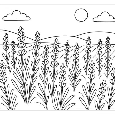 Lavendelveld Kleurplaat