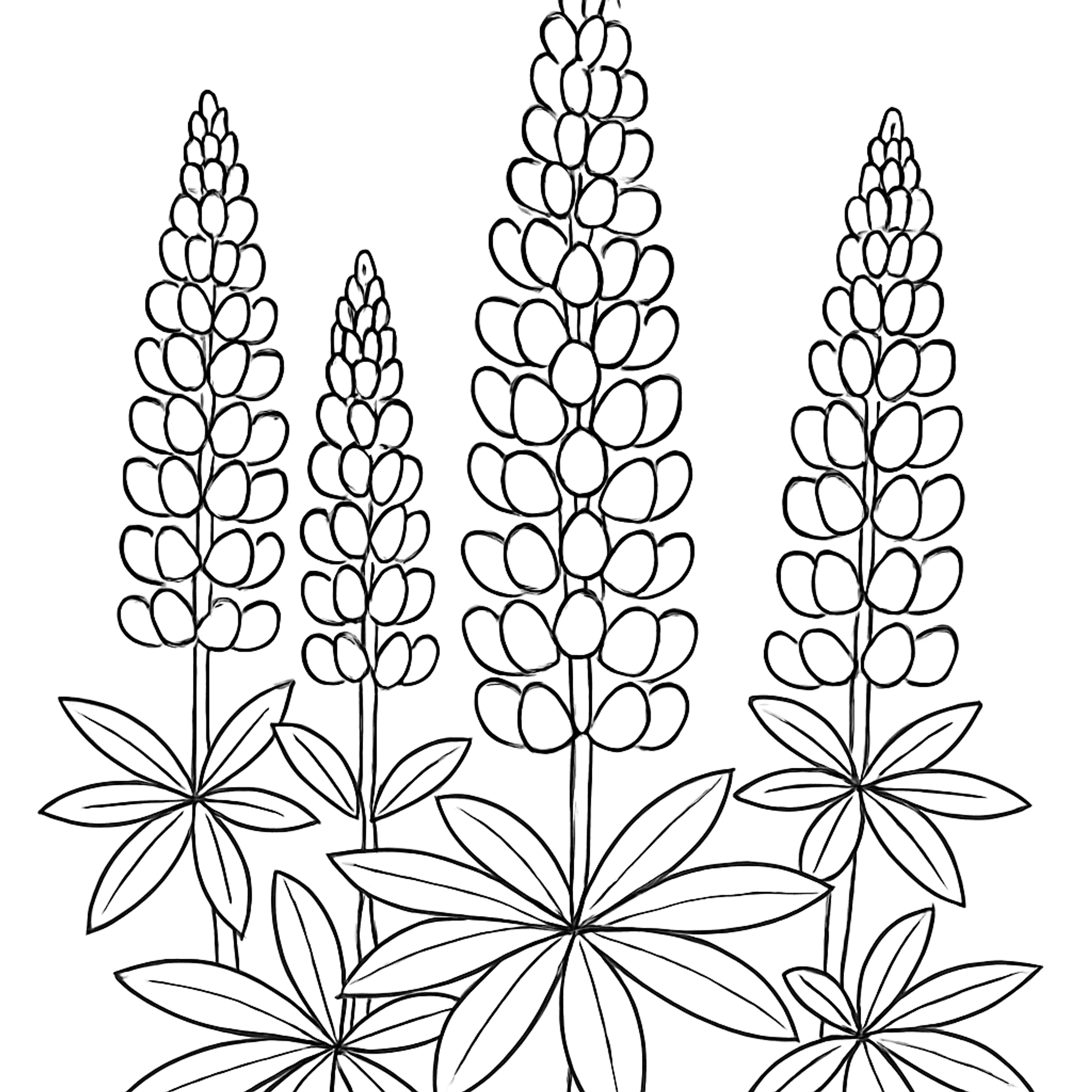 Lupine Kleurplaat