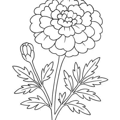 Goudsbloem Kleurplaat