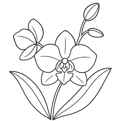 Orchidee Kleurplaat