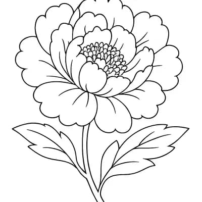 Pioenroos Kleurplaat
