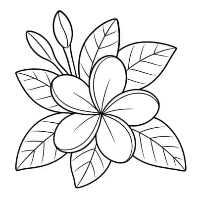 Frangipani Kleurplaat