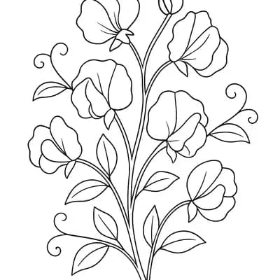 Lathyrus Kleurplaat