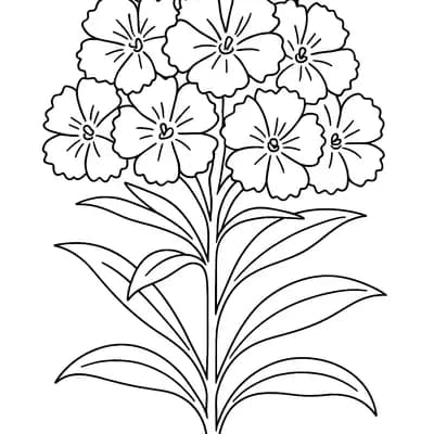 Duizendschoon Kleurplaat