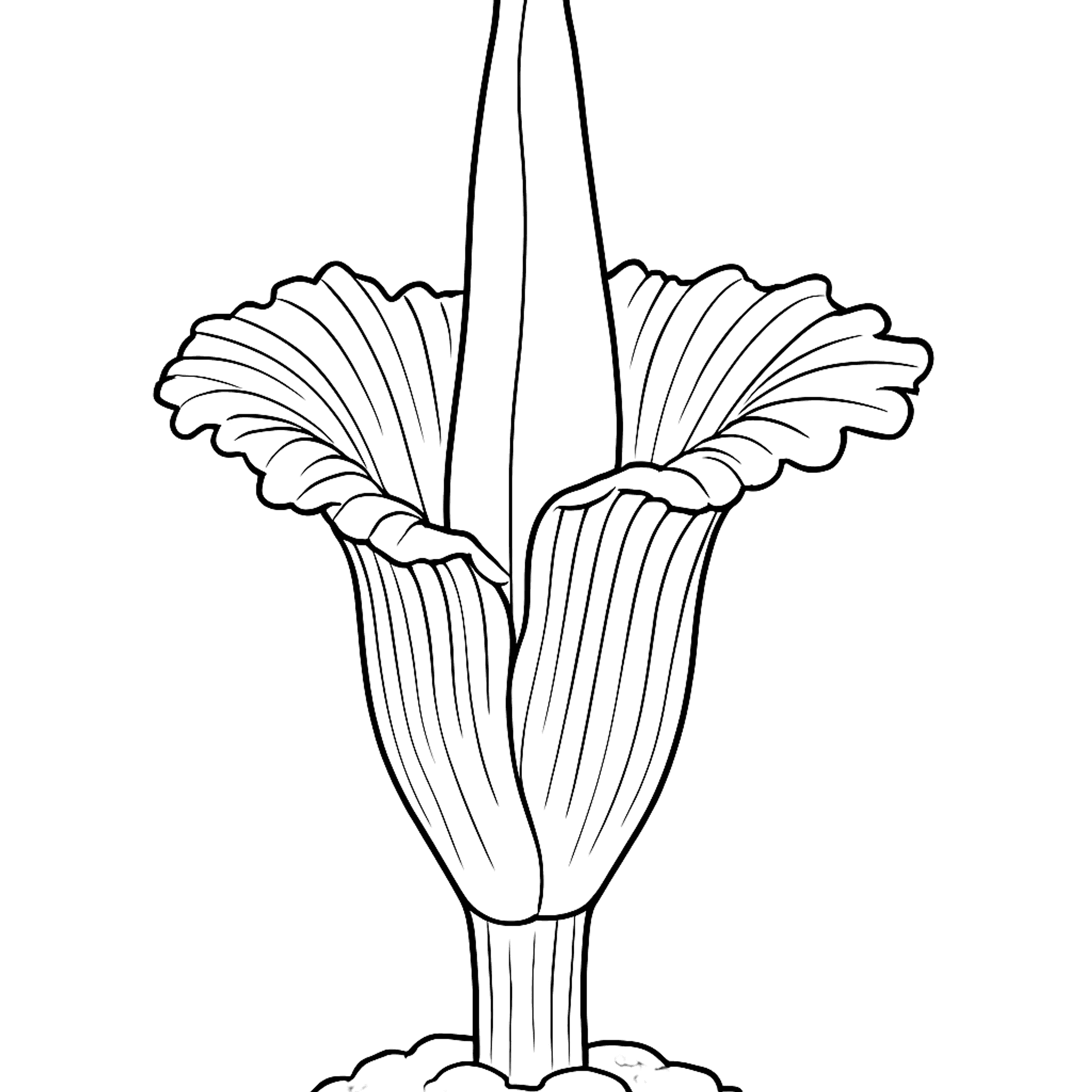Titan Arum Kleurplaat