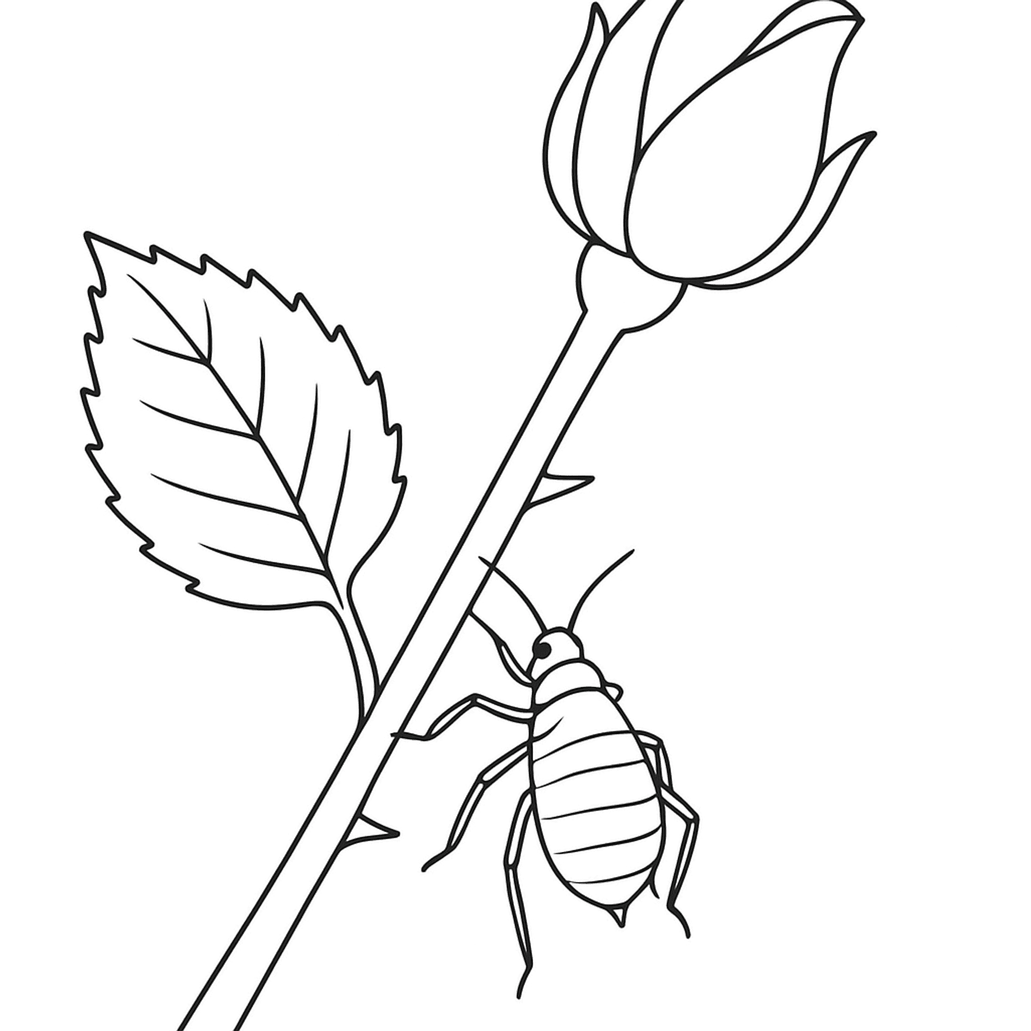 Aphid On Rose Kleurplaat