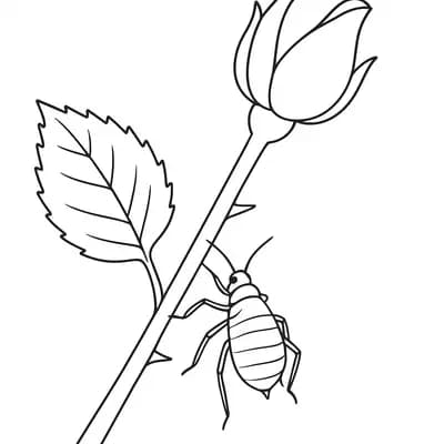 Aphid On Rose Kleurplaat