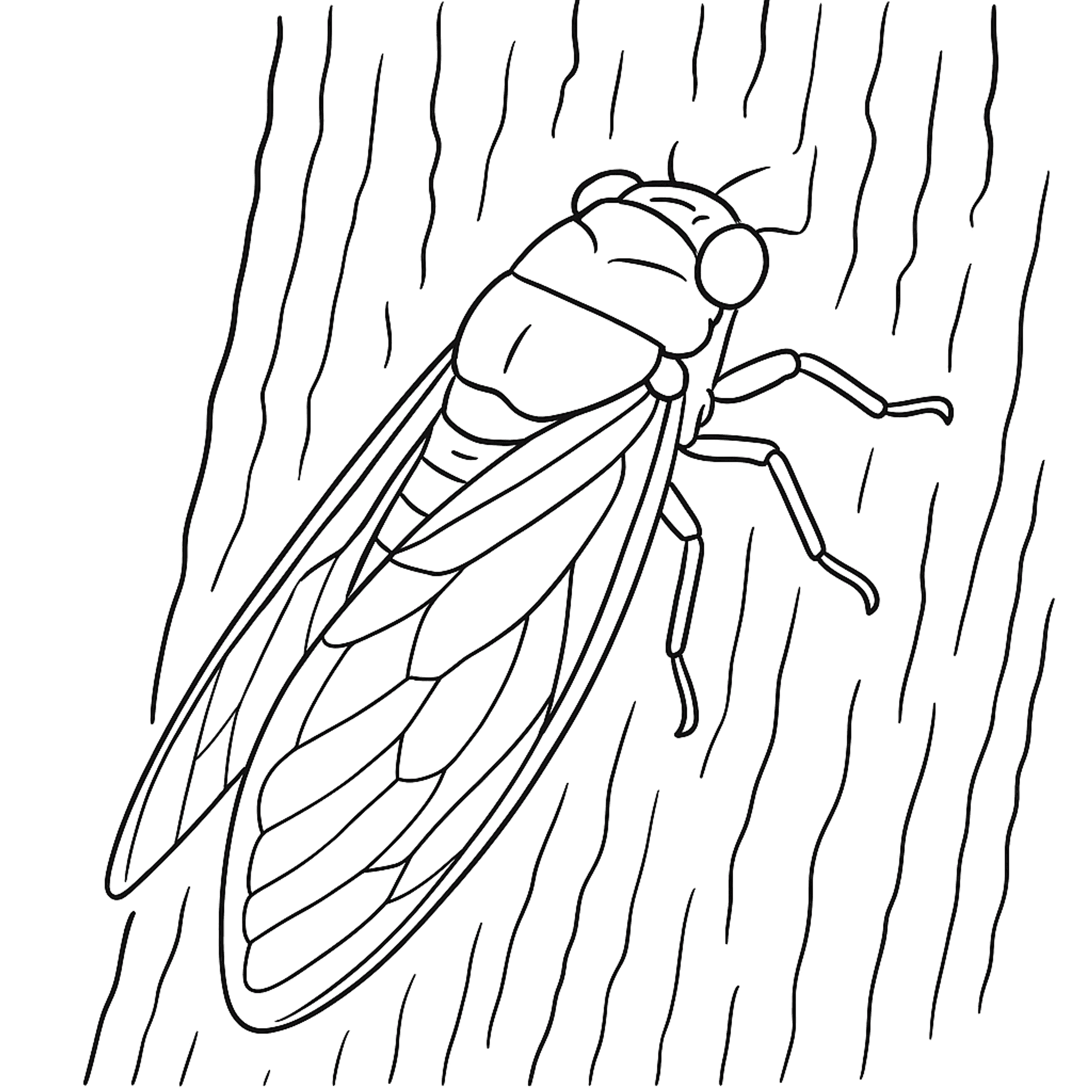 Cicade Kleurplaat