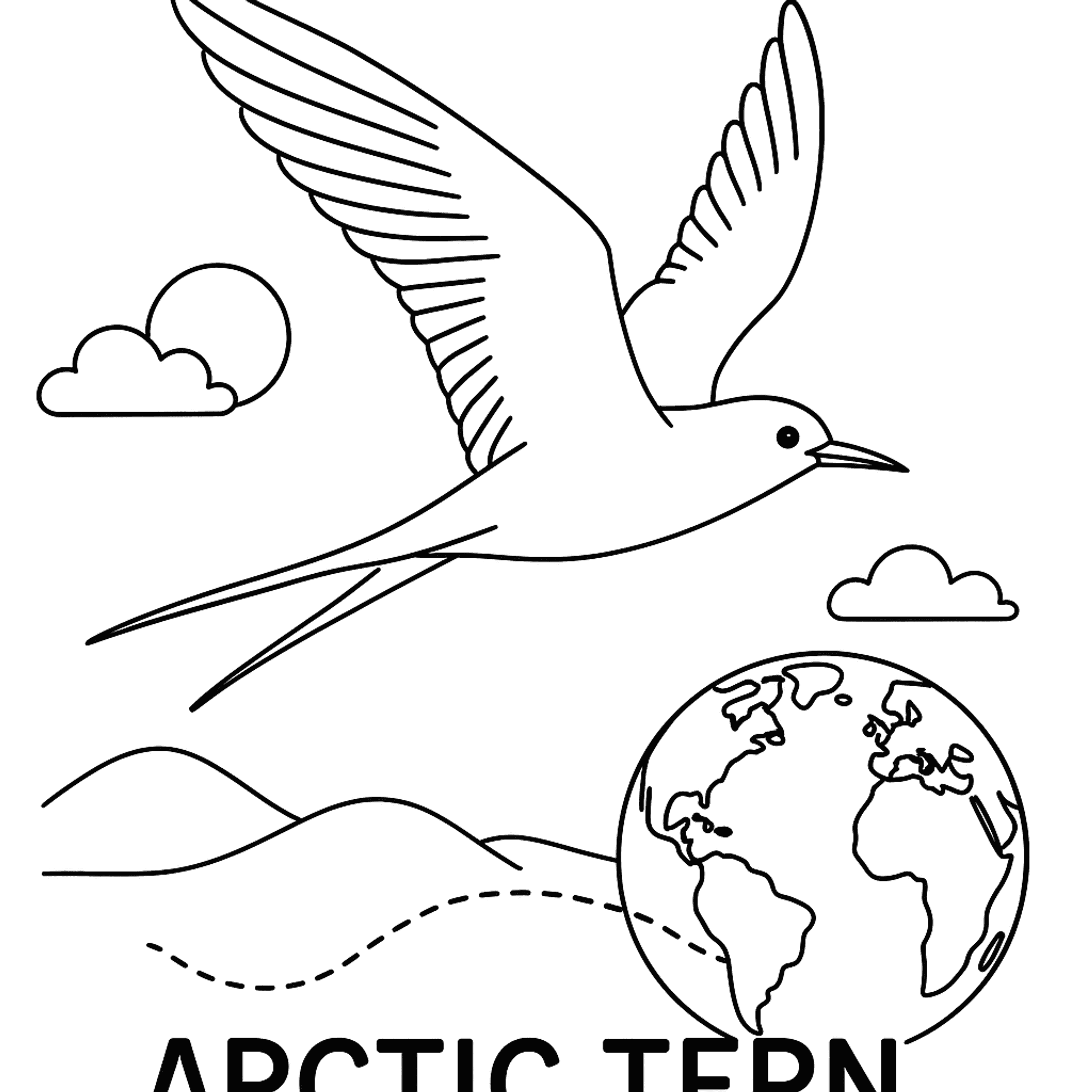 Arctic Tern Kleurplaat