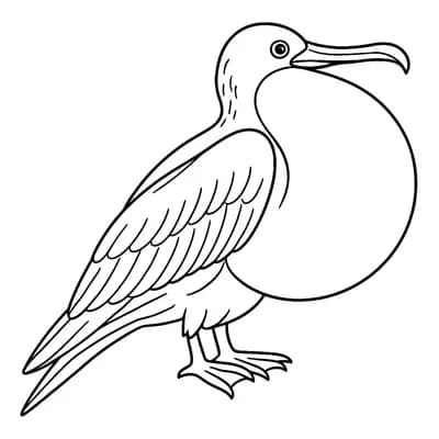 Frigate Bird Kleurplaat
