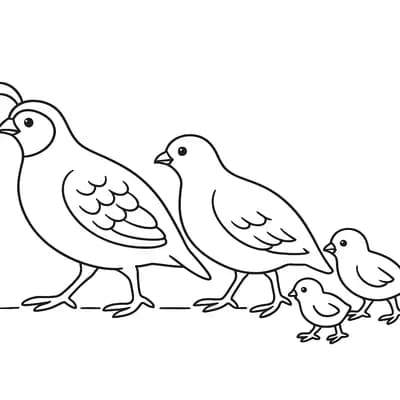 Quail Family Kleurplaat