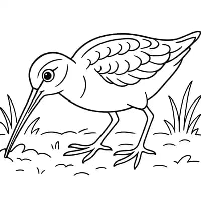 Woodcock Probing Kleurplaat