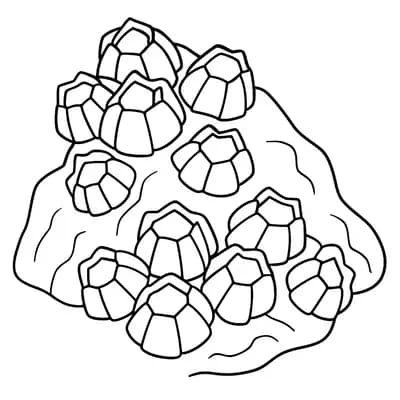 Barnacle Attached Kleurplaat