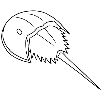 Degenkrab Kleurplaat